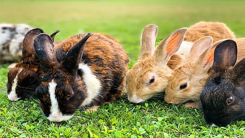 rabbit