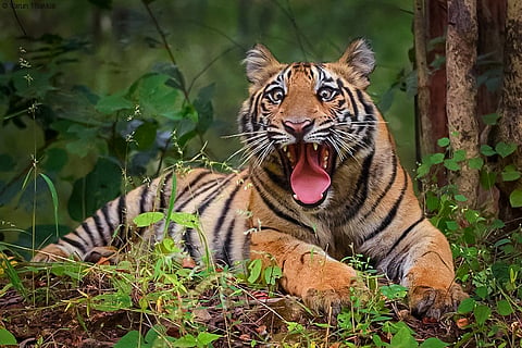 Man-eater Tiger : Man-eater tiger terror in Maharashtra's Gadchiroli, has so far taken 15 lives, special team is looking for it