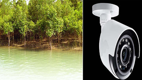 CCTV cameras will have an eye on the mangrove area