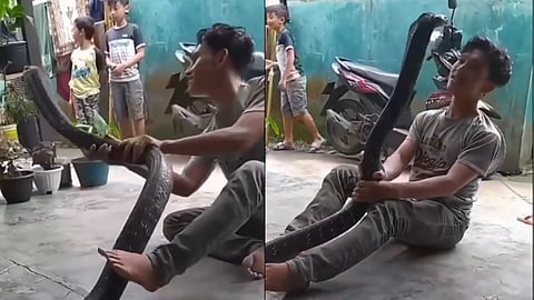 Cobra viral Video