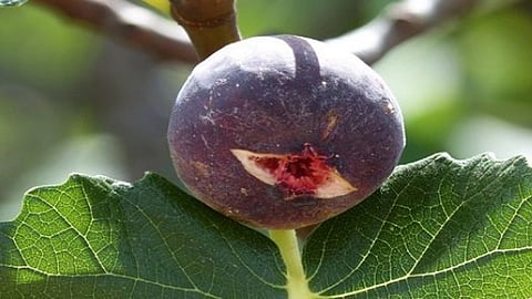 Himalayan fig