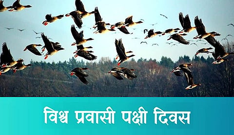 World Migratory Bird Day