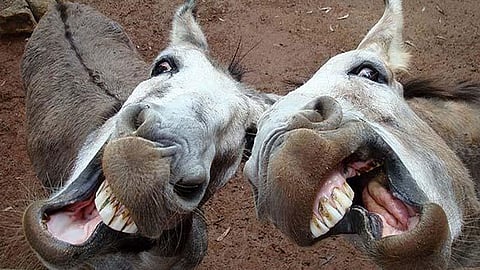 DONKEY