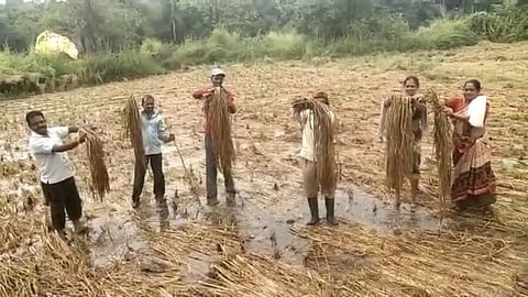 Paddy cultivation affected by unseasonal rains, Revenue Department started Panchnama from Monday