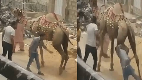camel-funny-video