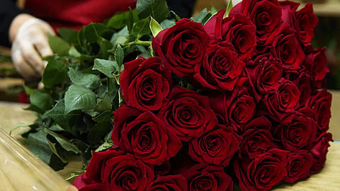 rose-day