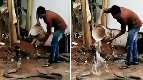 Water On King Cobra