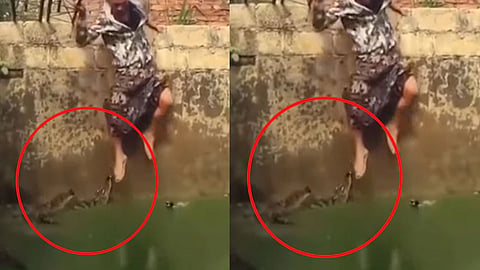 crocodile-Video