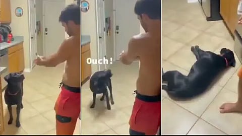 dog-acting-video