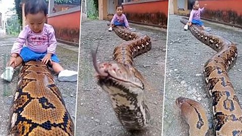 python-with-child