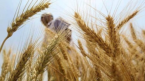 uttar-pradesh-government-to-buy-wheat-on-msp-from-april-1-farmers-can-register-here