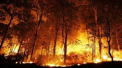 Fire in forest