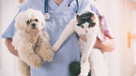 dog-cat