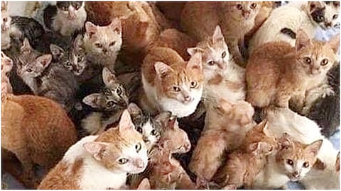 cats