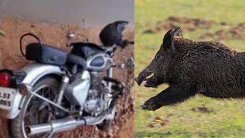 बाइक से टकराया जंगली सूअर, बाइक सवार घायल