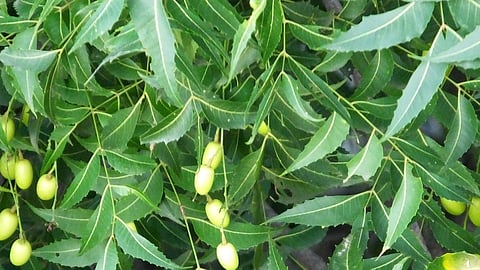 neem Tree