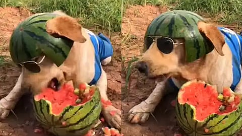 Dog eating Watermelon