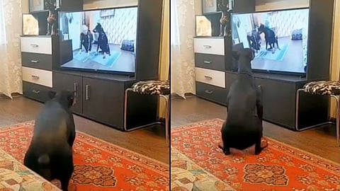 dog-doing-workout