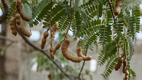 tamarind leaves
