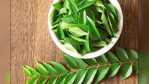 Curry Leaves can do wonders in controlling diabetes and cholesterol, know the properties of this leaf and try it too