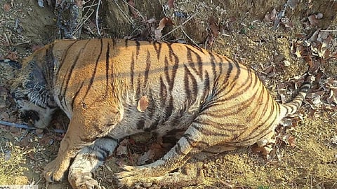 Tiger died in a fight between two tigers