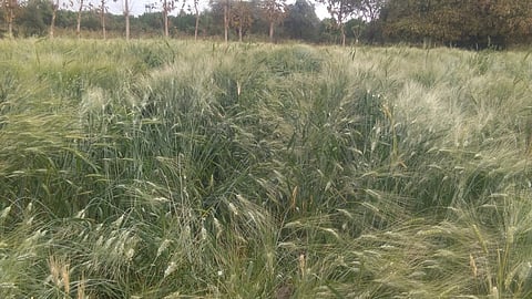 Crop Damage