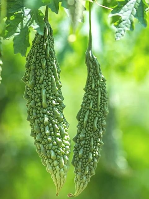 biiter-gourd