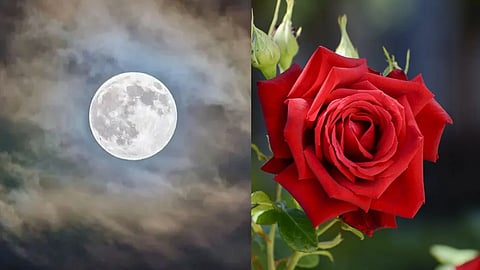rose