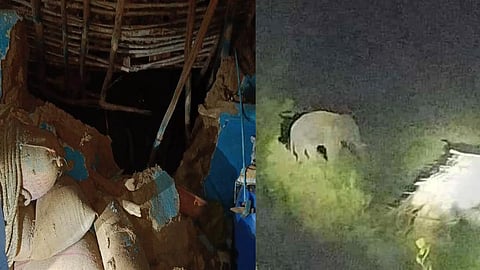 Wild Elephant Terror