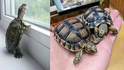 tortise