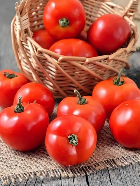 tomato5