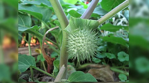 datura