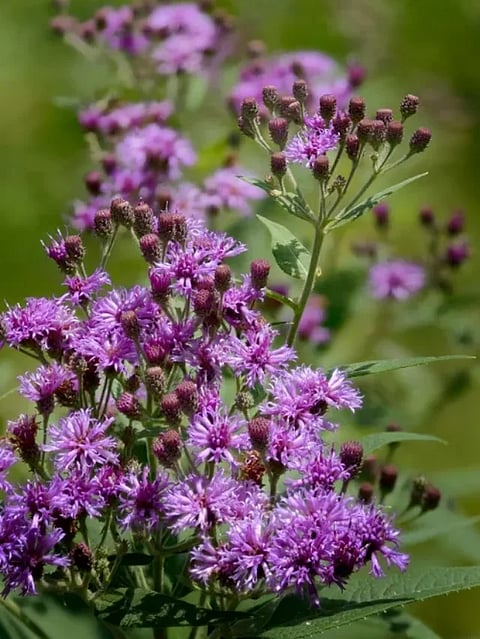 Ironweed,Flower,,One,Of,Many,Vernonia,Species.,Us,Wildflower.