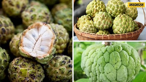 custard apple
