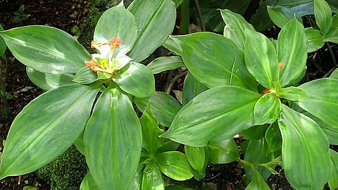 Insulin Plants, Insulin Plants For Health, Healh Story, Insulin Plants Benefits