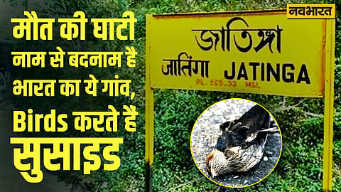 Jatinga Village, Valley of Death, Mass Bird Suicide, What is the mystery of Jatinga village, Mass Bird Suicide, Valley of Death, Jatinga Valley Assam