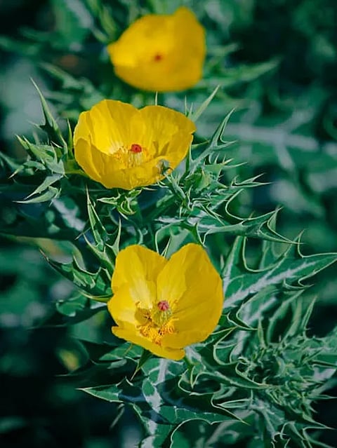 istockphoto-531848107-612x612