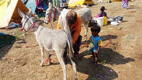 Donkey Milk