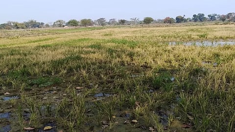 Crop destroyed due to wrong Pesticide