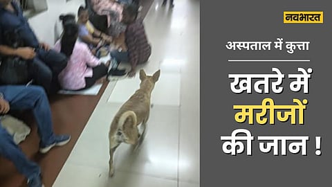 Dog in Mumbai Hospital