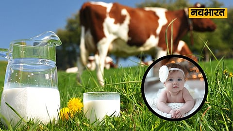 Cow Milk Benefits, Health News