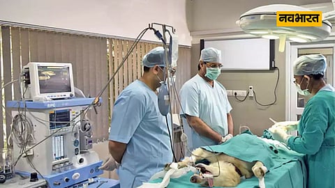 Dog Surgery, Health News