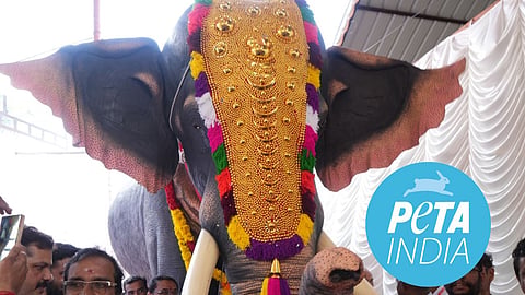 Kerala Temple receives mechanical elephant from PETA India