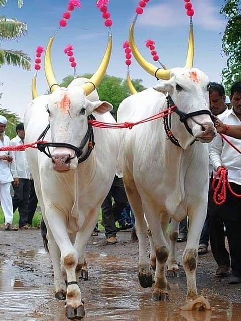 Bail Pola