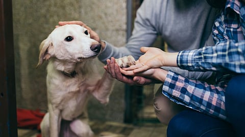Pet Dog, International Dog Day 2024