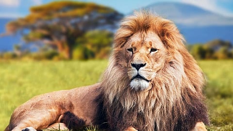 World Lion Day 2024, National Park