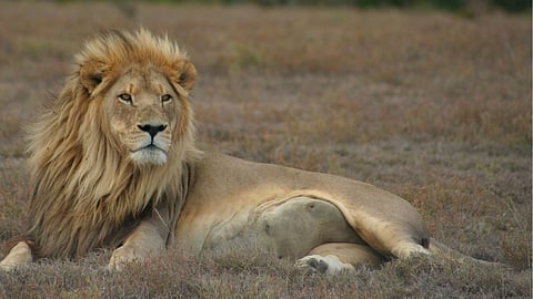World Lion Day