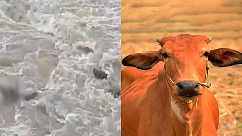 MP में गायों को उफनती नदी में जानबूझकर धकेला, VIDEO वायरल, 4 पर केस दर्ज