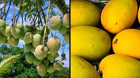 ऑस्ट्रेलिया, इज़राइल और भारत मिलकर तैयार करेंगे आम की पैदावार बढ़ाने का रोडमैप