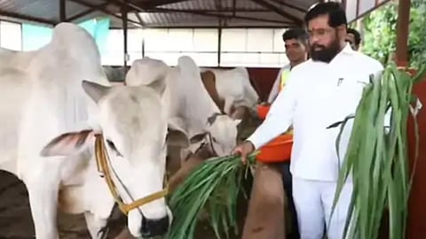 'राज्यमाता' बनेगी महायुति की भाग्यविधाता, महाराष्ट्र चुनाव में कितना फायदेमंद साबित होगी गाय?
